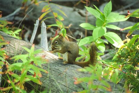 Squirrel | Wyoming Wildlife | Raingod