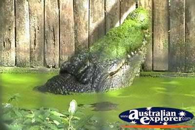 SALTWATER CROCODILE IN WATER MARINELAND MELANESIA CASSIUS PHOTOGRAPH, SALTWATER CROCODILE IN ...