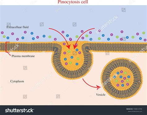 Pinocytosis Diagram