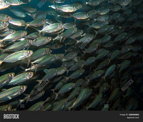 Inside Sardine Bait Image & Photo (Free Trial) | Bigstock