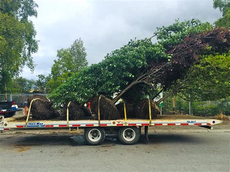 Alaska Tree Installation - Alyeska Landscape Professionals