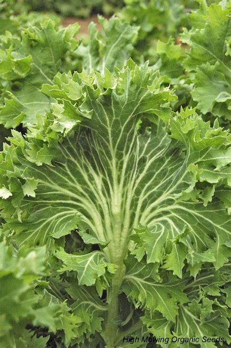 Organic Kale! So good for you! (pictured is the variety Siberian Kale) Straw Bale Gardening ...