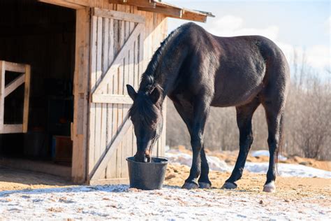 Feeding Your Horse: A Comprehensive Guide – Equestrian Space