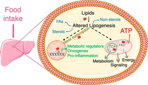 Targeting Lipid Metabolism in Liver Cancer | Biochemistry