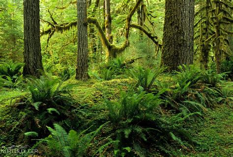 rainforest understory layer - Google Search | Rainforest, Nature, Tree