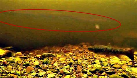 Giant Eeel Spotted With Underwater Camera In Loch Ness That Even ...