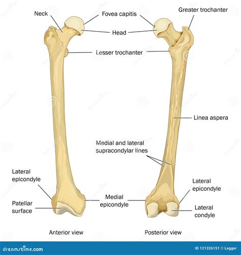 Human Femur Bone Anatomy ~ Skeletal System Femur | Bodbocwasuon