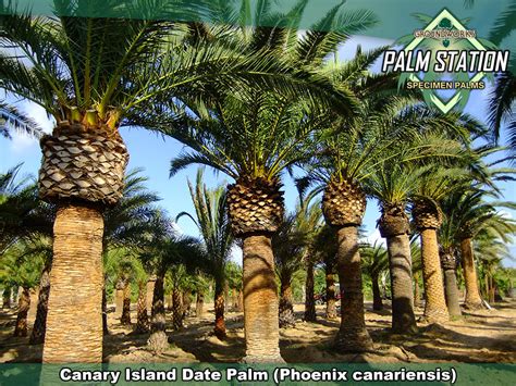 Groundworks - Canary Island Date Palm Tree