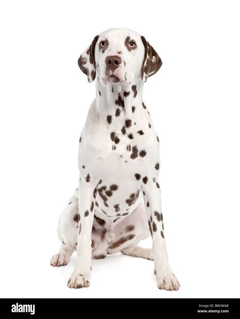 Can Dalmatians Have Brown Spots