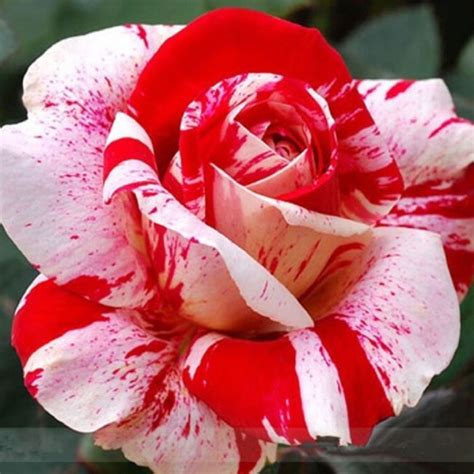 Rose Seeds White Red Dragon Rose Shrub Bush Hardy Rosa Perennial Flower 20 Seeds: Buy Rose Seeds ...