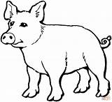 Cochon Colorir Porco Pigs Animaux Everfreecoloring Coloriages  sketch template