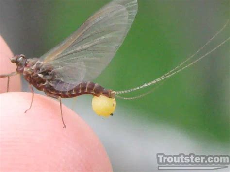 Mayflies Life Cycle and Overview - An Important Food for Trout