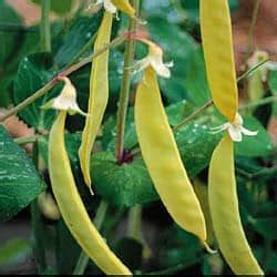 Yellow Edible Pod (Snow) Peas - Eat Like No One Else