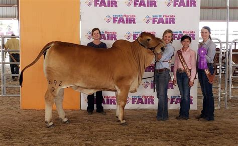 Red Brahman Cattle for sale in texas - Moreno Ranches