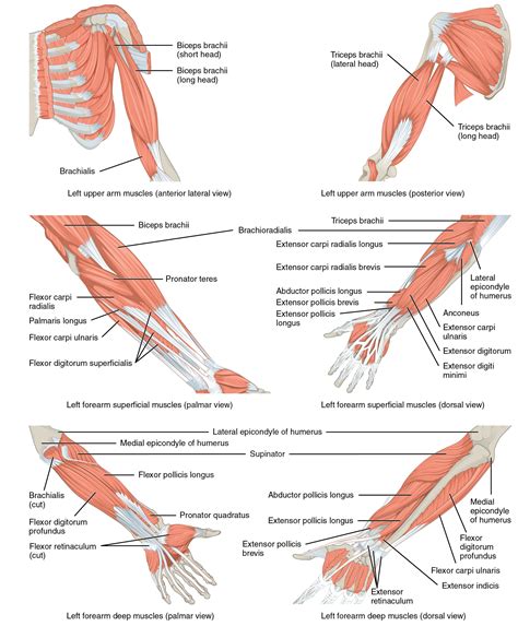 female arm muscle diagram - Google Search | 30 Day - Muscle Anatomy | Pinterest | Muscle protein ...