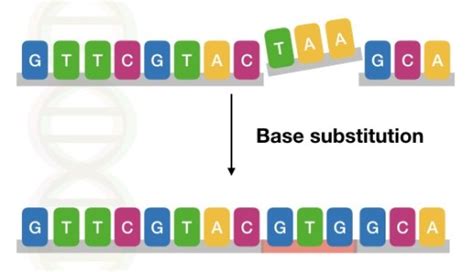 Genetic Mutations- Definition, Types, Causes and Examples – Genetic Education