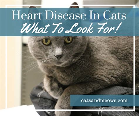 Heart Disease In Cats - What To Look For! - Cats and Meows