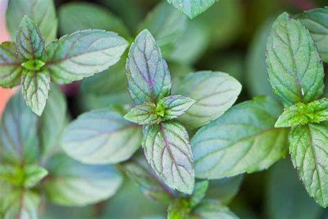 How to Grow and Care for Peppermint Plants | Gardener’s Path