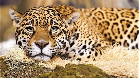 Jaguar cat wallpaper | 1920x1080 | #13492