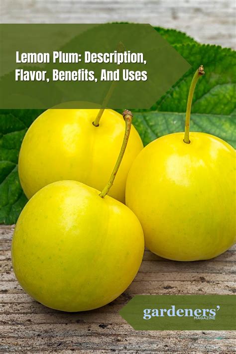 Lemon Plum: Description, Flavor, Benefits, And Uses - Gardeners' Magazine