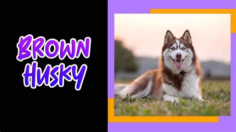 Brown Husky: A Guide To This Unique Breed