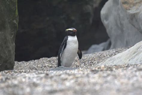 Fiordland Penguin - Facts, Diet, Habitat & Pictures on Animalia.bio