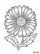 30  Daisy Coloring Pages Free Printable PDF & Online Coloring sketch template