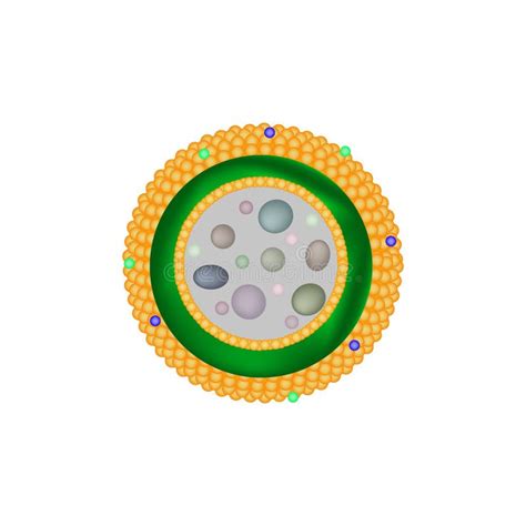 Structure of Lysosomes. Infographics. Vector Illustration on Isolated ...