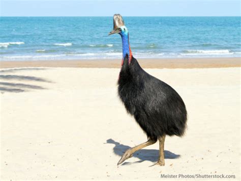 Cassowary Facts For Kids: Information, Pictures & Video