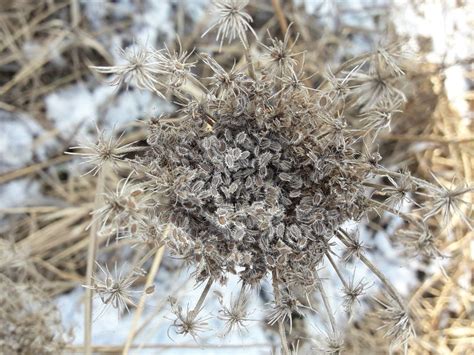 Seeds of Queen Anne's Lace | Smithsonian Photo Contest | Smithsonian ...