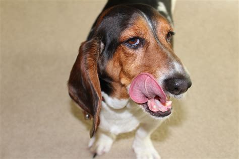 Percy - www.bassethoundrescue.org