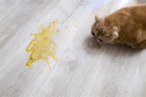 Cat Vomit Yellow With Food - Cat Meme Stock Pictures and Photos