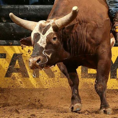 Bushwacker, PBR Bucking Bull: a collection of Other ideas to try ...