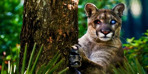 Beloved Florida panther Uno died Sunday at Naples Zoo