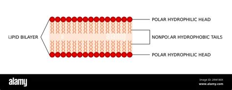 Bilayer membrane. Polar hydrophilic head and nonpolar hydrophobic tail. Cell membrane ...