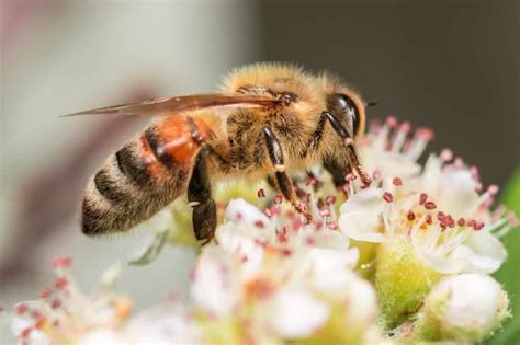 Exploring The Anatomy Of A Bee - Beekeeping 101