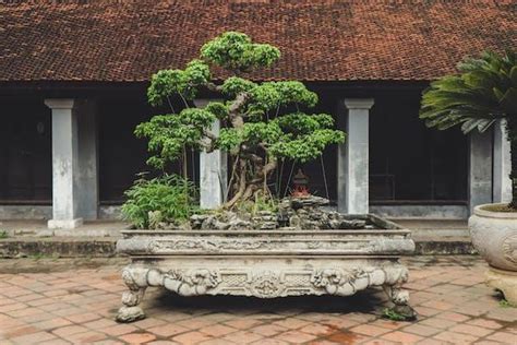 Cotoneaster Bonsai Tree Pruning