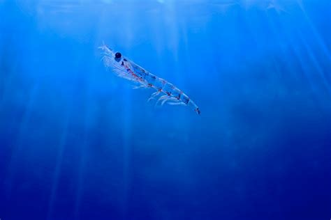 New evidence suggests Antarctic krill meal is a promising and responsibly harvested aquafeed ...