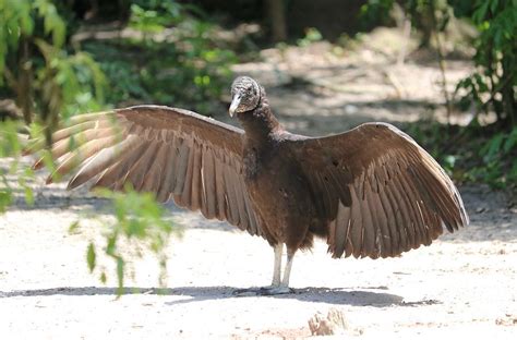 Vulture Wings Photograph by Carol Groenen - Fine Art America