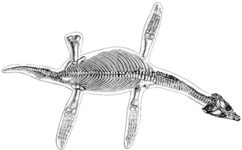 Dinosaur Skeletal Reconstruction Prehistoric Animal Bones - Plesiosaur Skeleton - 6 Large