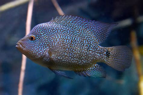 Texas Cichlid (Herichthys Cyanoguttatus) | Care Guide - Fish Laboratory