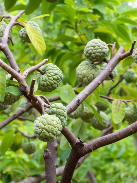 Sancoya Custard Apple Tree (annona purpurea) – Urban Tropicals