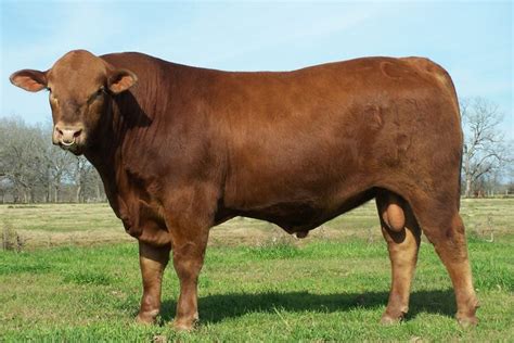 118 best images about Beefmaster Bull & Cattle on Pinterest | Horns ...