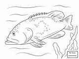 Grouper Coloring Pages  For Fun sketch template