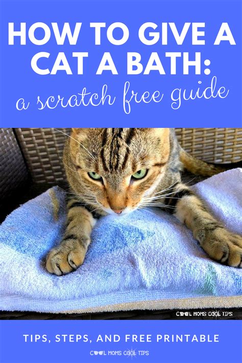 Ready to give a cat a bath? We have all the tips and steps on how to bathe a cat plus a free ...