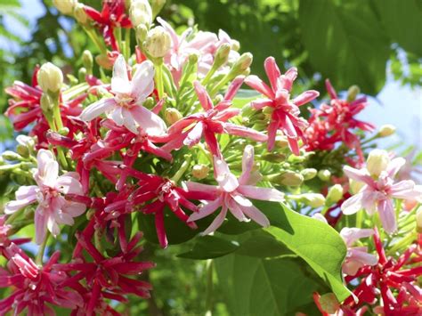 Madhumalti Plant: Easy to care plants with pleasantly scented flowers ...