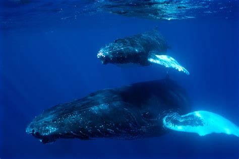 Baby humpback whales whisper to hide from predators: study