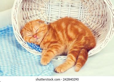 7,196 Cats sleeping basket Images, Stock Photos & Vectors | Shutterstock