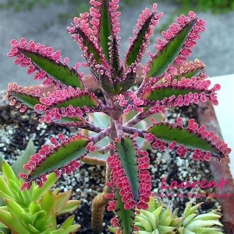 Beautiful Pink Mother of Thousands leaves!😍 Who | Plants, Planting succulents, Succulents