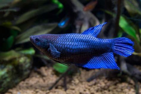 Breeding Betta Fish | Fishkeeping World